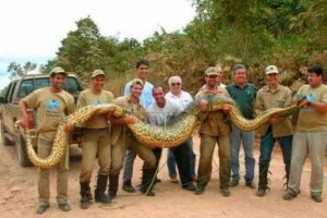 Największe węże na świecie - top10